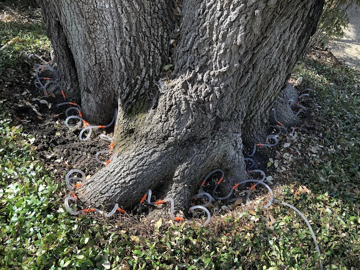 Detailed Tree Cabling and Bracing job site in Broad Top