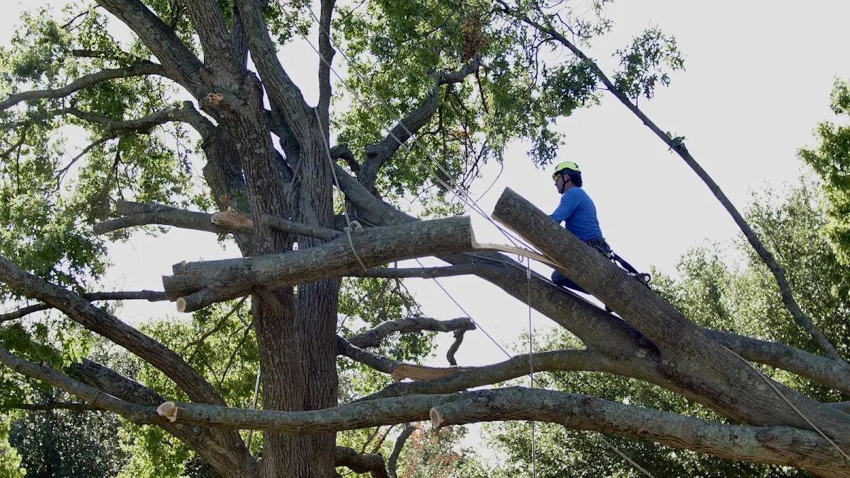 Professional Crown Thinning performed by certified arborists in Broad Top