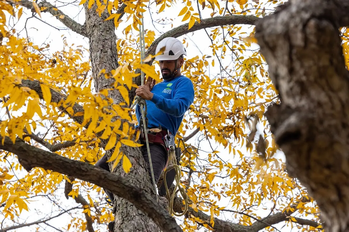 Skilled Tree Trimming crew working in Broad Top